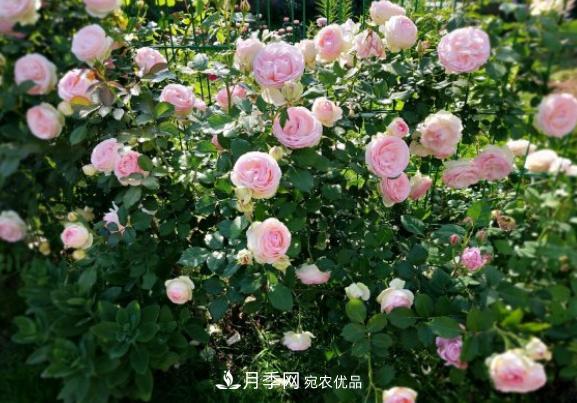 盆栽月季花，如何配土才合適？偷偷告訴你，保證“2點(diǎn)”就夠了(圖3)