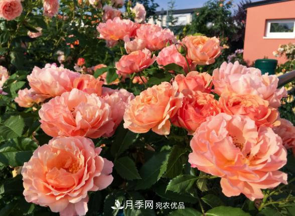 盆栽月季花，如何配土才合適？偷偷告訴你，保證“2點(diǎn)”就夠了(圖2)