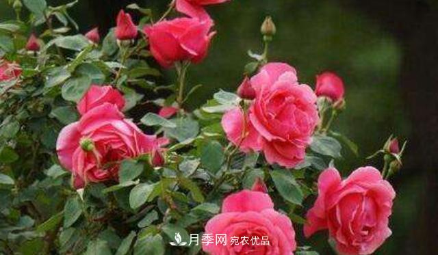 嫁接月季花，注意4個(gè)“要點(diǎn)”，輕松提高成活率(圖1)