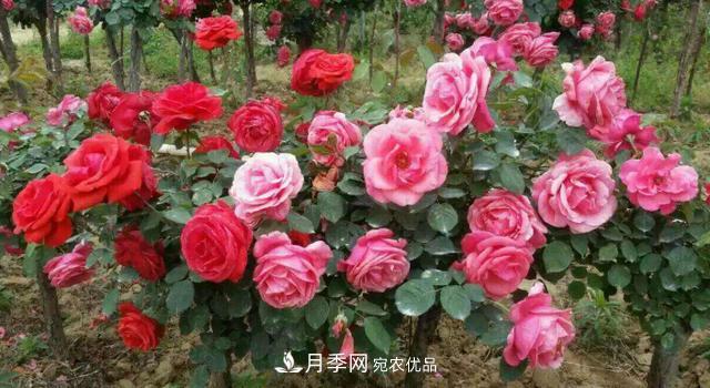 嫁接月季花，注意4個(gè)“要點(diǎn)”，輕松提高成活率(圖3)