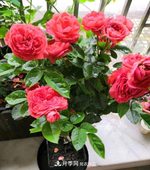 嫁接月季花，注意4個(gè)“要點(diǎn)”，輕松提高成活率(圖2)