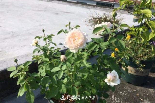 3分鐘學(xué)會(huì)扦插月季花，一棵變十棵，100%成活！(圖1)