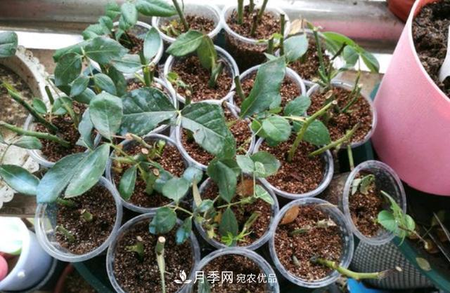 3分鐘學(xué)會(huì)扦插月季花，一棵變十棵，100%成活！(圖2)