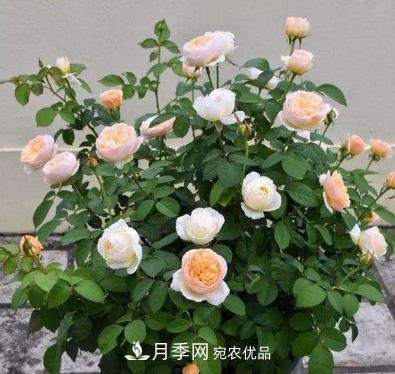 扦插月季花，幾月***合適？掌握幾個(gè)“關(guān)鍵點(diǎn)”，扦插都沒(méi)問(wèn)題(圖1)