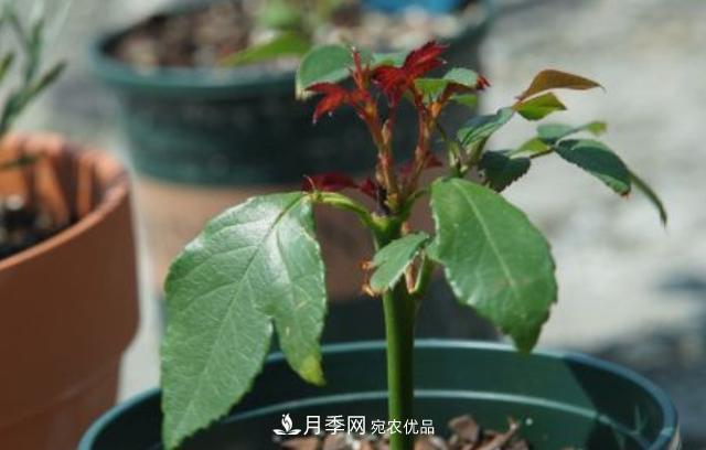 扦插月季花，幾月***合適？掌握幾個(gè)“關(guān)鍵點(diǎn)”，扦插都沒(méi)問(wèn)題(圖3)