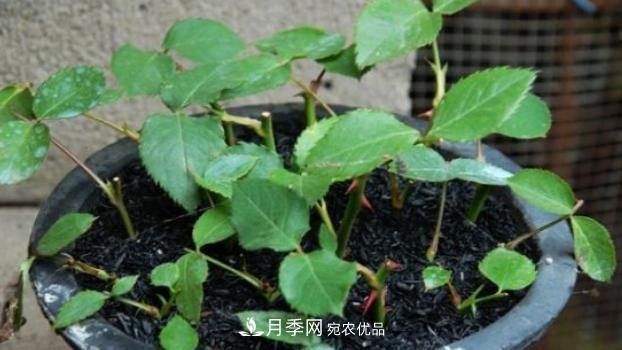 扦插月季花，幾月***合適？掌握幾個(gè)“關(guān)鍵點(diǎn)”，扦插都沒(méi)問(wèn)題(圖2)