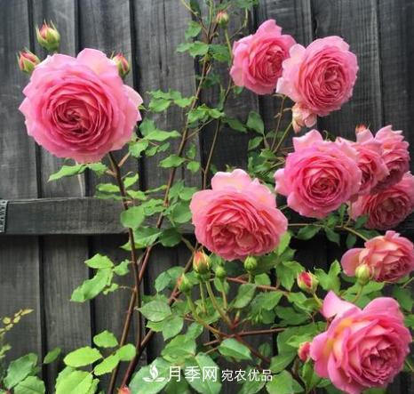 扦插月季花，幾月***合適？掌握幾個(gè)“關(guān)鍵點(diǎn)”，扦插都沒(méi)問(wèn)題(圖4)