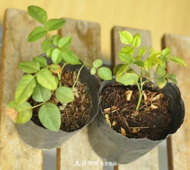 月季過冬做好這5點(diǎn)，來年春天長得旺，開花多到壓彎枝頭(圖2)