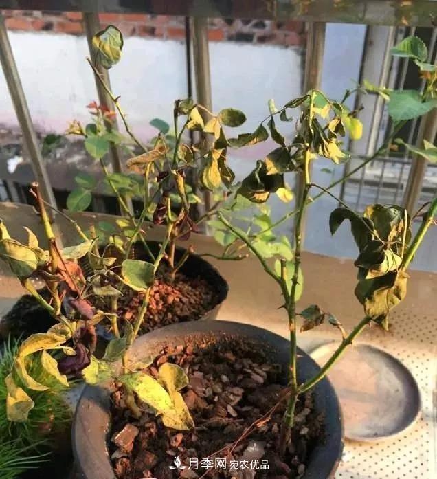 月季過冬做好這5點(diǎn)，來年春天長得旺，開花多到壓彎枝頭(圖4)