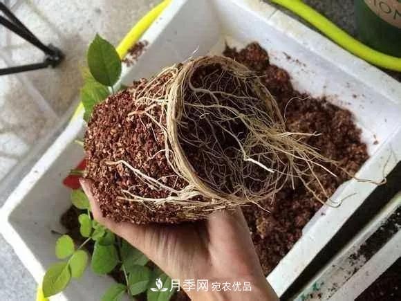 月季過冬做好這5點(diǎn)，來年春天長得旺，開花多到壓彎枝頭(圖3)
