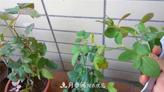 月季過冬做好這5點(diǎn)，來年春天長得旺，開花多到壓彎枝頭(圖6)