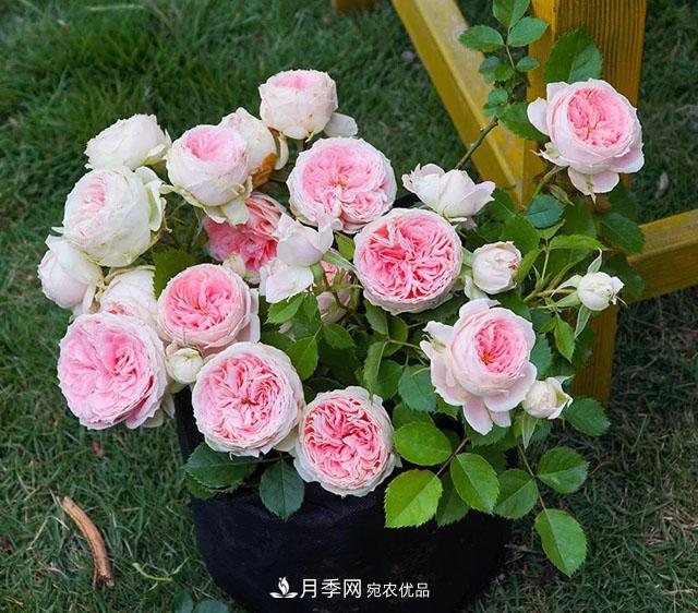 春天月季養(yǎng)護(hù)的“四句真言”，預(yù)防病蟲(chóng)害，不愁沒(méi)花看！(圖1)