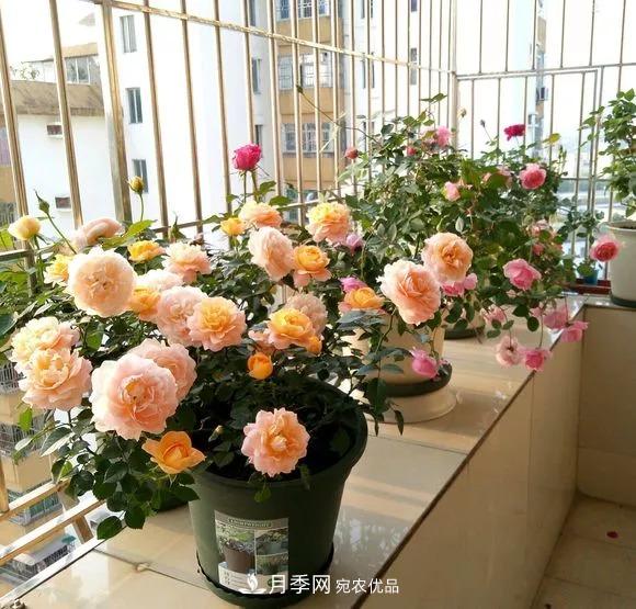 春天月季養(yǎng)護(hù)的“四句真言”，預(yù)防病蟲(chóng)害，不愁沒(méi)花看！(圖5)