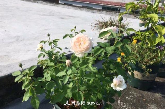 買到黃泥裹根的月季花，教你1招換盆，緩苗快速生根(圖3)