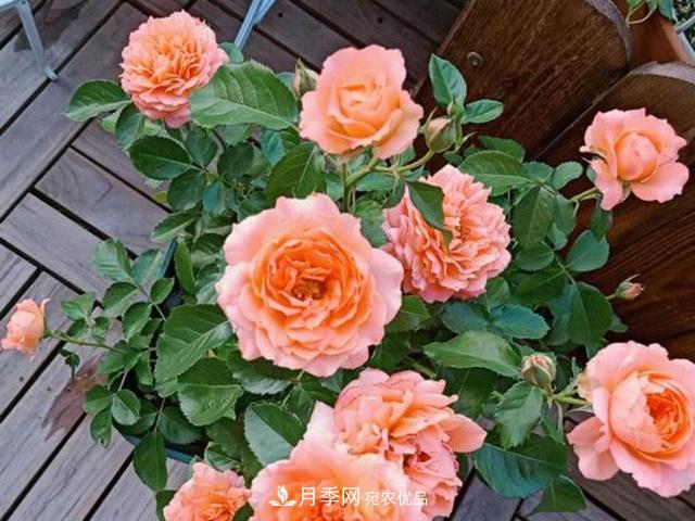 買到黃泥裹根的月季花，教你1招換盆，緩苗快速生根(圖2)