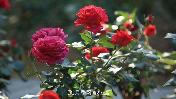 買到黃泥裹根的月季花，教你1招換盆，緩苗快速生根(圖1)