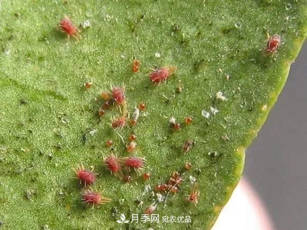 夏天月季花愛生蟲？幾個(gè)小方法輕松應(yīng)對(duì)六大蟲害！(圖1)