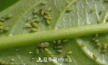 夏天月季花愛生蟲？幾個(gè)小方法輕松應(yīng)對(duì)六大蟲害！(圖2)