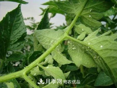 夏天月季花愛生蟲？幾個(gè)小方法輕松應(yīng)對(duì)六大蟲害！(圖4)