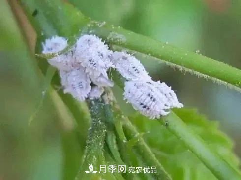 夏天月季花愛生蟲？幾個(gè)小方法輕松應(yīng)對(duì)六大蟲害！(圖5)