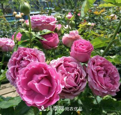 陽臺養(yǎng)月季，問題太多？教你幾招，植株健壯開花旺！(圖2)