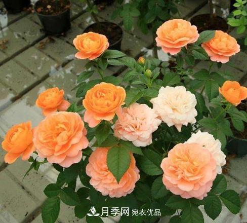 陽臺養(yǎng)月季，問題太多？教你幾招，植株健壯開花旺！(圖1)