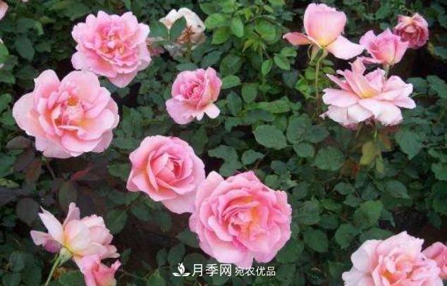 陽臺養(yǎng)月季，問題太多？教你幾招，植株健壯開花旺！(圖4)