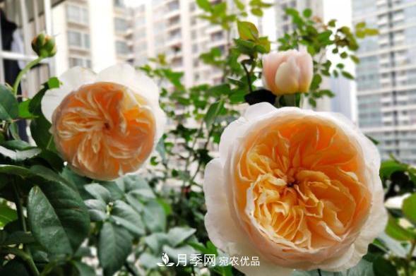 陽臺養(yǎng)月季，問題太多？教你幾招，植株健壯開花旺！(圖5)