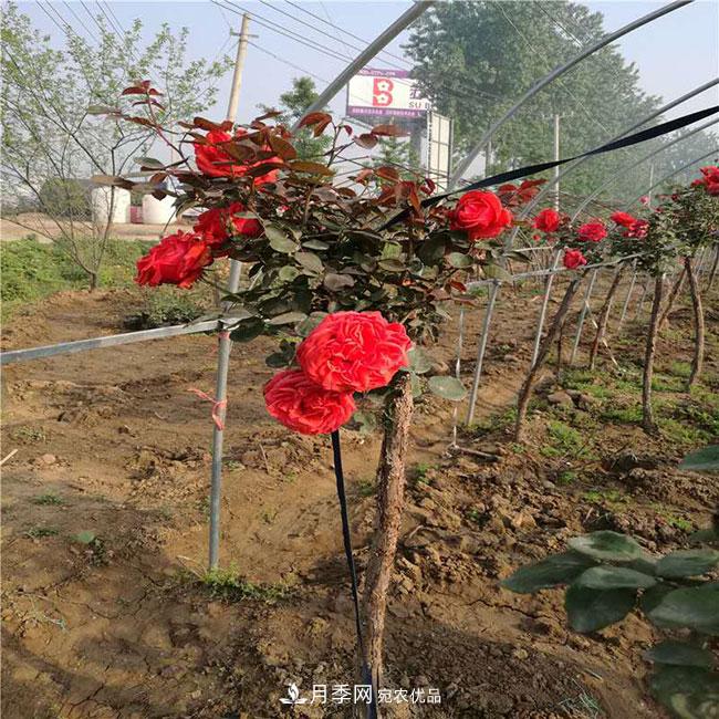 月季花的產(chǎn)地是哪里？南陽產(chǎn)的月季花好？(圖1)