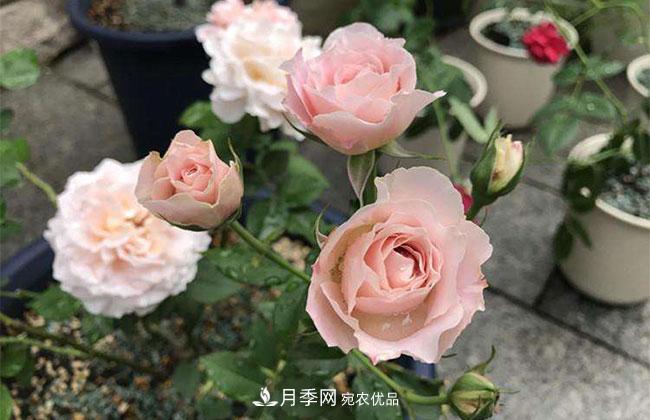 月季花的產(chǎn)地是哪里？南陽產(chǎn)的月季花好？(圖3)
