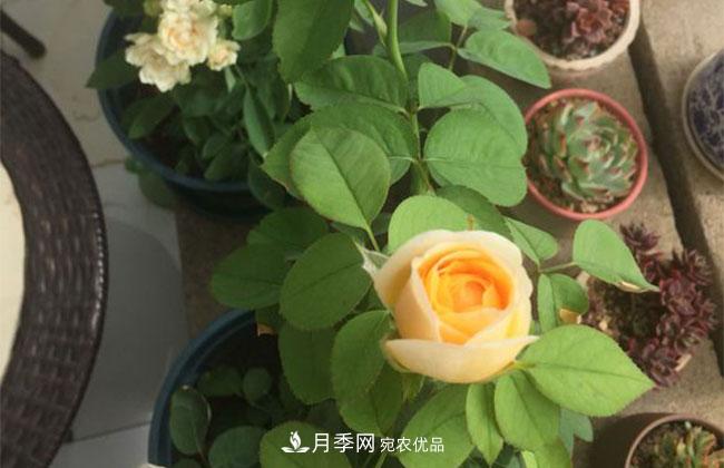 月季花的產(chǎn)地是哪里？南陽產(chǎn)的月季花好？(圖2)