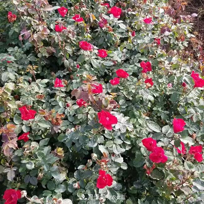 月季花的產(chǎn)地是哪里？南陽產(chǎn)的月季花好？(圖4)