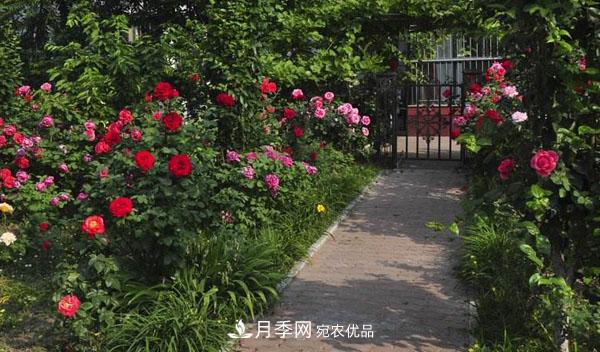 月季花有哪些品種？藤本大花月季品種介紹大全(圖3)