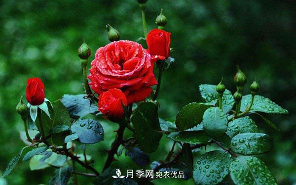 月季花有哪些品種？藤本大花月季品種介紹大全(圖1)