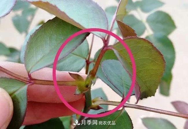 月季盲芽怎么修剪？(圖1)