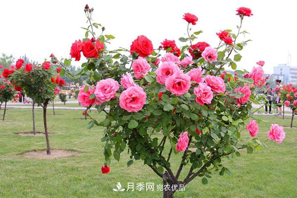 月季樹多少錢一株？南陽2020年月季樹價格(圖1)