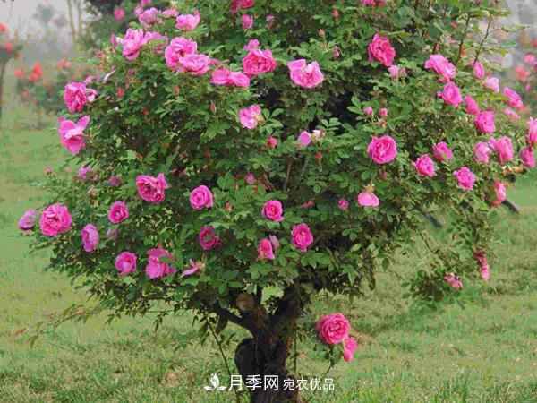 月季樹多少錢一株？南陽2020年月季樹價格(圖2)