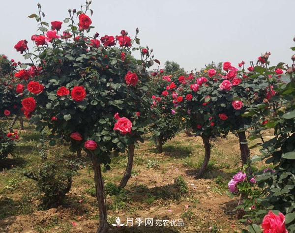 月季樹多少錢一株？南陽2020年月季樹價格(圖4)
