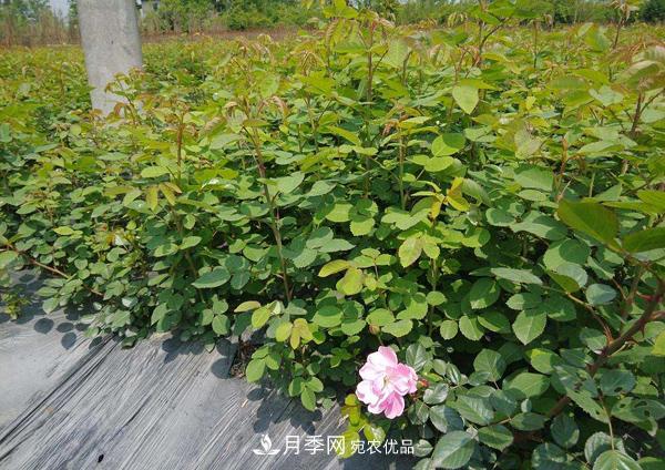 月季花幼苗怎樣栽培？月季苗種植方法(圖2)