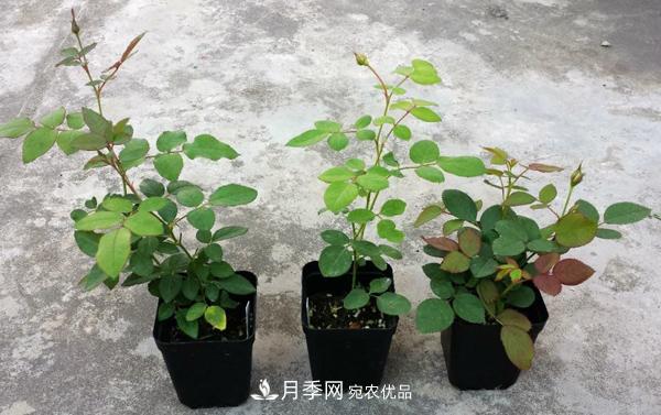 月季花幼苗怎樣栽培？月季苗種植方法(圖1)