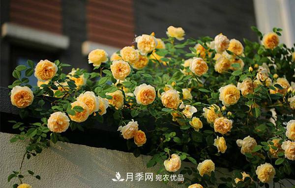 月季花幼苗怎樣栽培？月季苗種植方法(圖4)