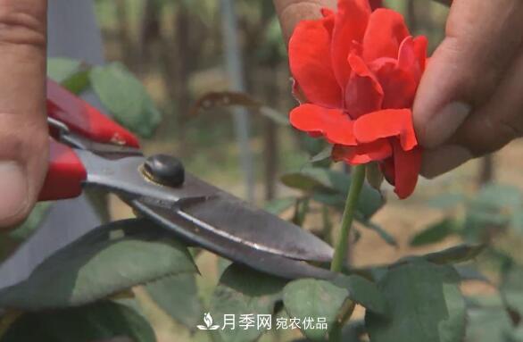 樹狀月季門道多，南陽樹狀月季怎樣種植？月季冠幅小、偏冠是啥原因？(圖4)