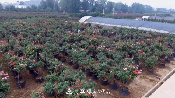 樹狀月季門道多，南陽樹狀月季怎樣種植？月季冠幅小、偏冠是啥原因？(圖2)