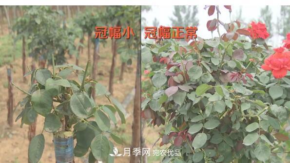 樹狀月季門道多，南陽樹狀月季怎樣種植？月季冠幅小、偏冠是啥原因？(圖1)