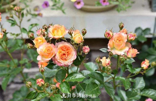 營(yíng)養(yǎng)缽月季多少錢一棵？營(yíng)養(yǎng)缽月季怎么緩苗？(圖1)