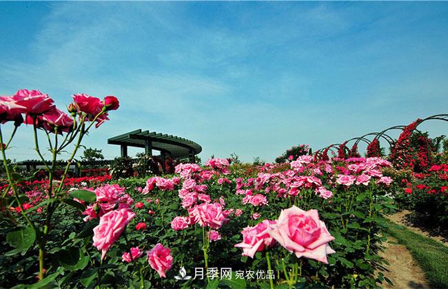 營(yíng)養(yǎng)缽月季多少錢一棵？營(yíng)養(yǎng)缽月季怎么緩苗？(圖4)