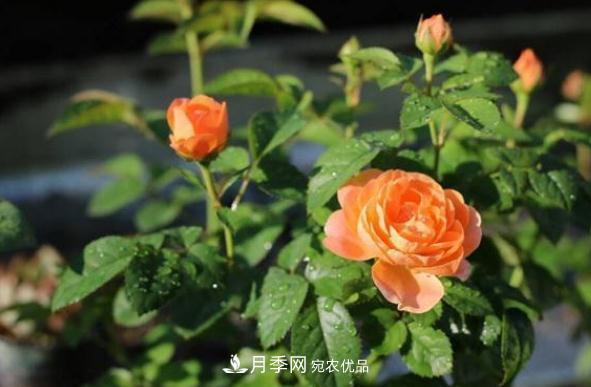 月季網(wǎng)，月季花秋季施肥方法(圖1)