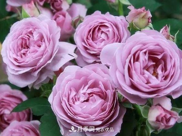 月季網(wǎng)，月季花秋季施肥方法(圖2)