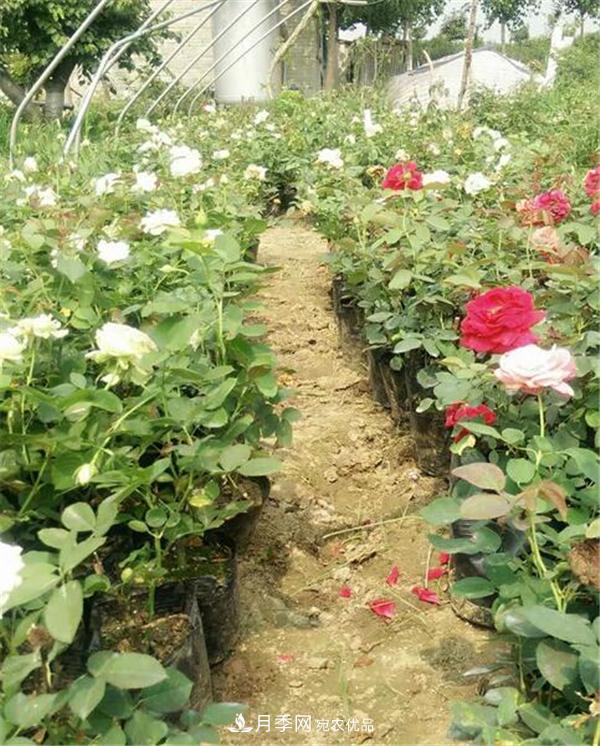 南陽月季花營養(yǎng)缽苗如何養(yǎng)？價(jià)格多少錢？(圖1)