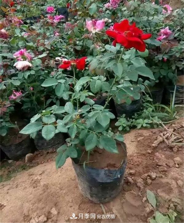 南陽月季花營養(yǎng)缽苗如何養(yǎng)？價(jià)格多少錢？(圖2)